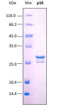 SDS-PAGE analysis (15%) of 2 μL of recombinant p18-Biot. Purity is > 95% as determined by gel electrophoresis. The band slightly smaller corresponds to the same p18, as is showed in the western blot carried out with a HRP-streptavidin.